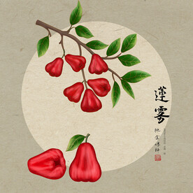 手绘莲雾