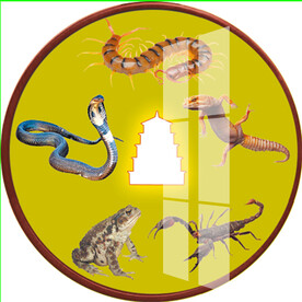 五毒