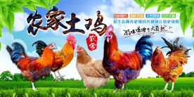 农家土鸡