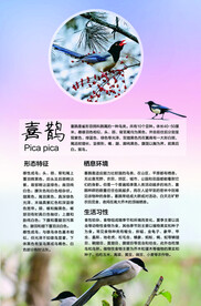 喜鹊