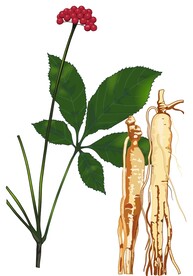 人参