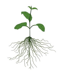 植物