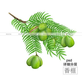 手绘香榧