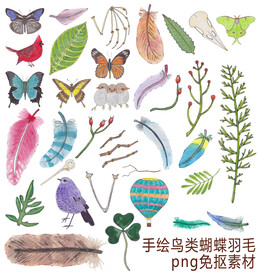 手绘鸟类蝴蝶羽毛