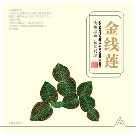 金线莲