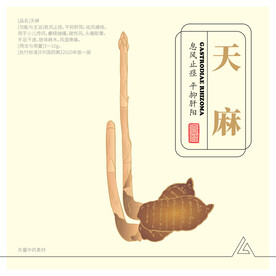 天麻