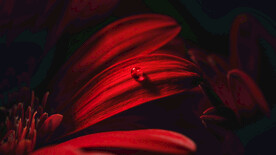红色花瓣露珠特写背景
