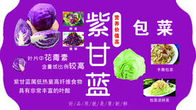 紫甘蓝