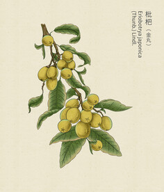 批把