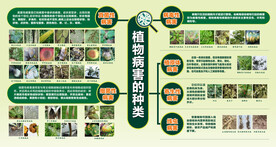 植物病虫害的种类