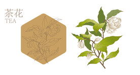 茶花