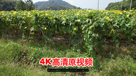 丝瓜基地拍摄