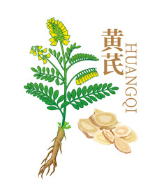 手绘黄芪插画