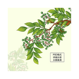 原创花椒手绘