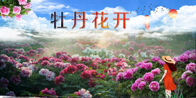 牡丹 