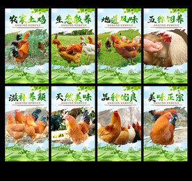 土鸡