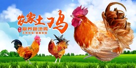 农家土鸡  
