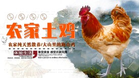农家土鸡  