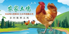 农家土鸡  