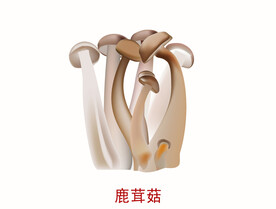 鹿茸菇插画矢量图