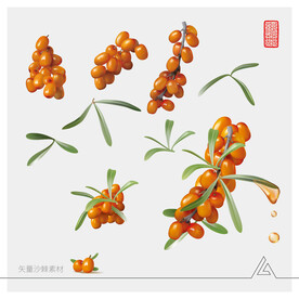 沙棘矢量元素