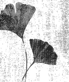 茶花