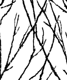 树枝