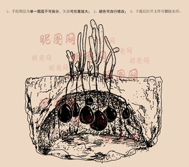乌灵参