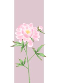 芍药