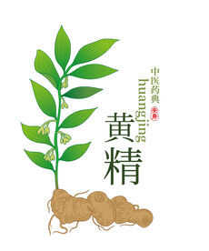 手绘黄精