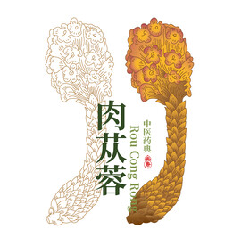 手绘肉苁蓉