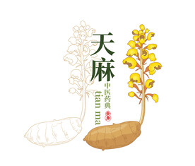 天麻