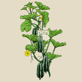 博洋九号黄瓜包装插画