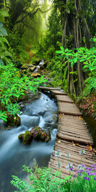 树林流水生财山水风景玄关