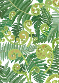 蕨菜插画