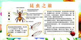 昆虫简介