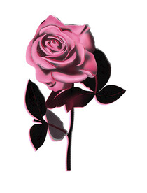 玫瑰花 