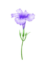 紫色喇叭花