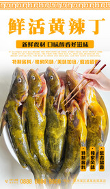 黄辣丁