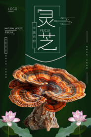 灵芝