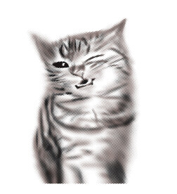 猫咪