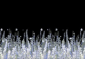 裙花 树叶 树枝