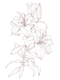 手绘 百合花