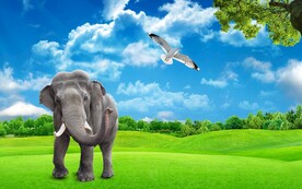 3D立体大象