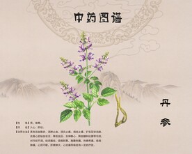 丹参