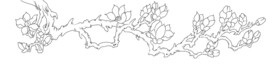 玉兰花