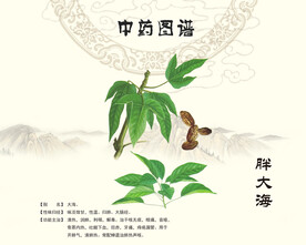 胖大海