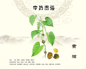 黄独