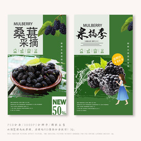 桑葚采摘