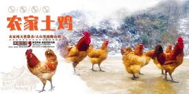 农家土鸡